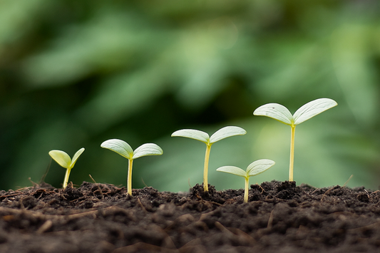 A Land to Seed, A Way to Connect